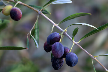 Olivenbaum, Olive, Detail, Alcantara Schlucht,, Sizilien, Italien, 28.10.2023 > english> Olive tree, olive, detail, Alcantara Gorge,, Sicily, Italy, October 28th, 2023