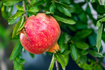 Granatapfel, Alcantara Schlucht, Sizilien, Italien, 28.10.2023 > english> Pomegranate, Alcantara Gorge, Sicily, Italy, October 28, 2023