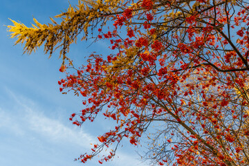 Branches of rowan and larch against the blue sky. Red rowan berries. Autumn season. Beautiful natural background. Autumn mood.