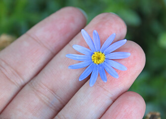 flower in the hand