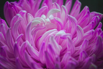 Chrysanthemum bud close-up. Beautiful chrysanthemum flowers close up. Purple chrysanthemum flower head.