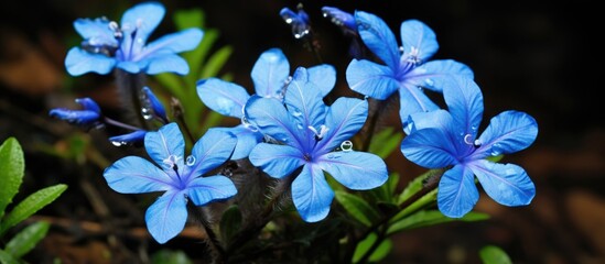 A small blue-flowered plant from Southeast Asia, considered a weed, widely distributed globally. In Brazil, it's known as "Trapoeraba" with three species.