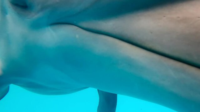 Close up - young Bottlenose Dolphin posing on camera, looking curiously into lens opening mouth and clicking teeth, Slow motion