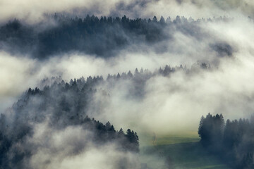 Nebel steigt aus einem Wald auf. Grüne Wiese kommt zum vorschein. Luftaufnahme einer Waldlichtung,...
