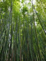 Fototapeta premium Floresta de bambus. Imagem de fundo natural. 