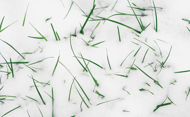 Green blades of grass stick out from under the snow. Close-up.