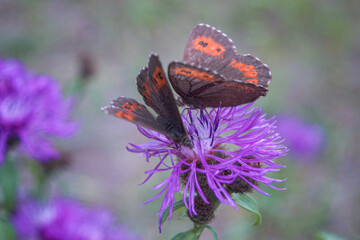 Two Large ringlet (Erebia euryale isaria) butterflies on a violet bloom against green blurred background.