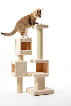Cat Standing on Top of a Cat Tree