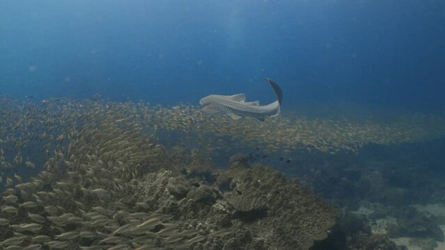 Leopard Shark swim Phuket Thailand 2