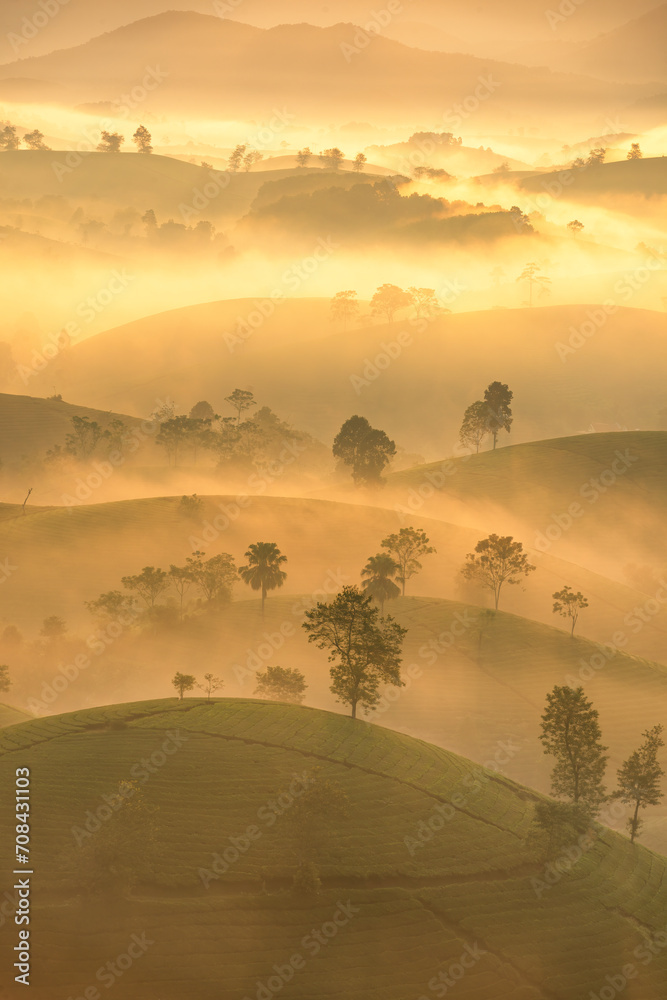 Wall mural sunrise on long coc tea hill, phu tho province, vietnam.