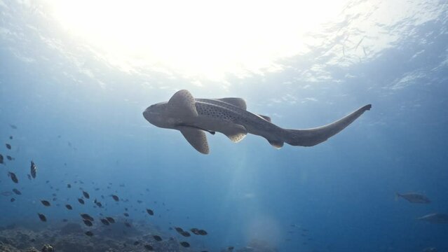 Leopard Shark swim Phuket Thailand 