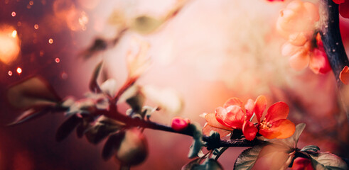 Beautiful branches with red flowers blossom at blurred nature background, close up. Banner