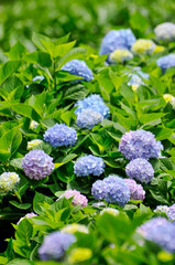 blue hydrangea flowers