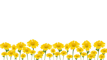 yellow zinnia flowers, isolated on transparent background, bottom background. - obrazy, fototapety, plakaty