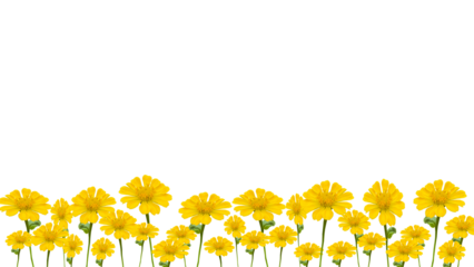 yellow zinnia flowers, isolated on transparent background, bottom background.