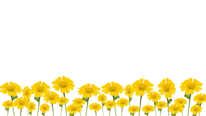 Tuinposter yellow zinnia flowers, isolated on transparent background, bottom background. © rozi