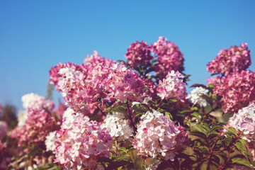 Pink hydrangea bush in the garden on a blue background
