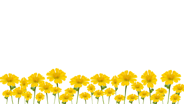 yellow zinnia flowers, isolated on transparent background, bottom background.