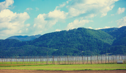 Grapevine plantation. Grape nursery against the backdrop of a mountain