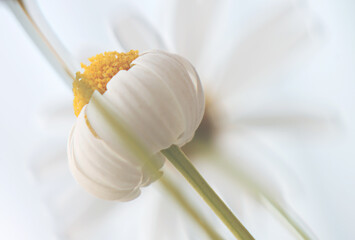 white daisy close up