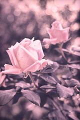 pink rose