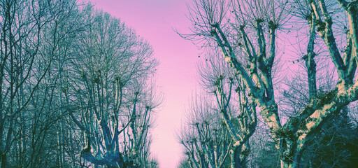 Silhouettes of bare trees against the sunset sky