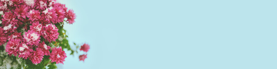 Pink Daisy flowers covered with snow in winter on gray blue background. Horizontal banner