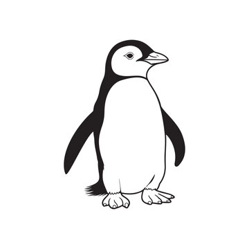Penguin Illustration Vector