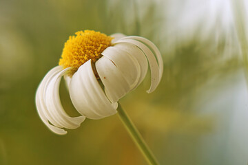 daisy flower