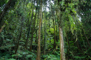 Fototapeta premium Tropical forest in hiking trail