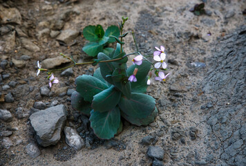 Moricandia foetida grows on hills, slopes, wadis, semi-arid scrub clearings, on basic, loamy,...