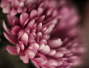close up of pink flower
