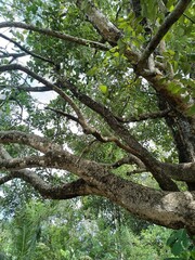 tree is a perennial plant with an elongated stem, or trunk, usually supporting branches and leaves. 
