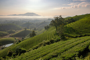 Fototapeta na wymiar Sunrise on Long Coc tea hill, Phu Tho province, Vietnam.