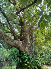 tree is a perennial plant with an elongated stem, or trunk, usually supporting branches and leaves. 