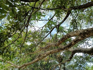 tree is a perennial plant with an elongated stem, or trunk, usually supporting branches and leaves. 