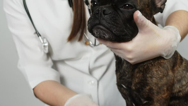 Slow motion.Cute female veterinarian examining a French bulldog dog on a light background. Professional medical care for pets.