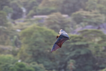 Fruit bat flying with bengal almond seed in the mouth, Mahe, Seychelles