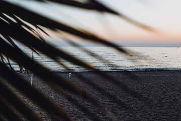 sea coast at sunset, a view of the embankment through the leaves of a palm tree, a view of the sea...