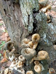 Auricularia cornea, also known as cloud ear, is a species of fungus in the order Auriculariales.