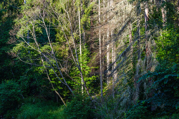 moss covered tree trunks in wild forest