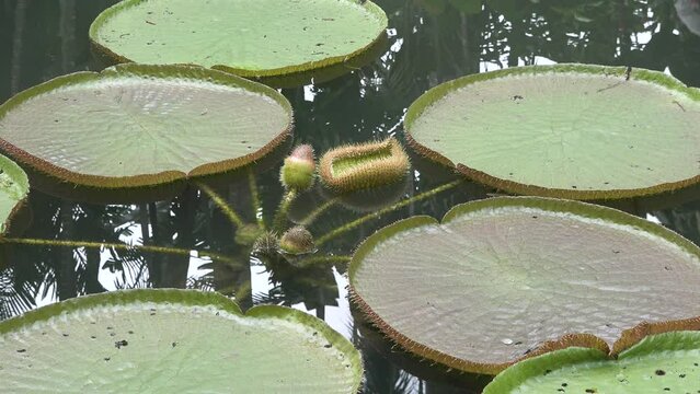 The largest water lily in the world. Victoria regia or Victoria amazonica. Aquatic tropical plant. Singapore Botanic Garden.