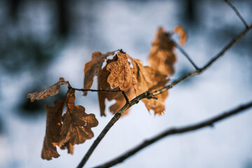 abstract bits of nature in winter snow