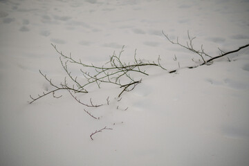 abstract bits of nature in winter snow