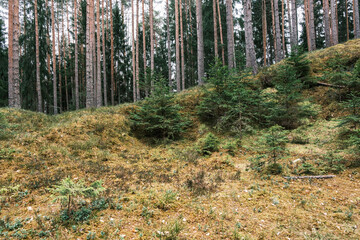 moss covered tree trunks in wild forest