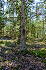 moss covered tree trunks in wild forest