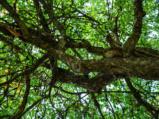 moss covered tree trunks in wild forest