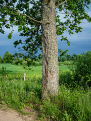 Fototapeta premium moss covered tree trunks in wild forest