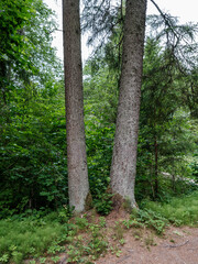 moss covered tree trunks in wild forest