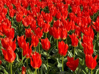 Red tulips flowers beautiful blossom field at spring.